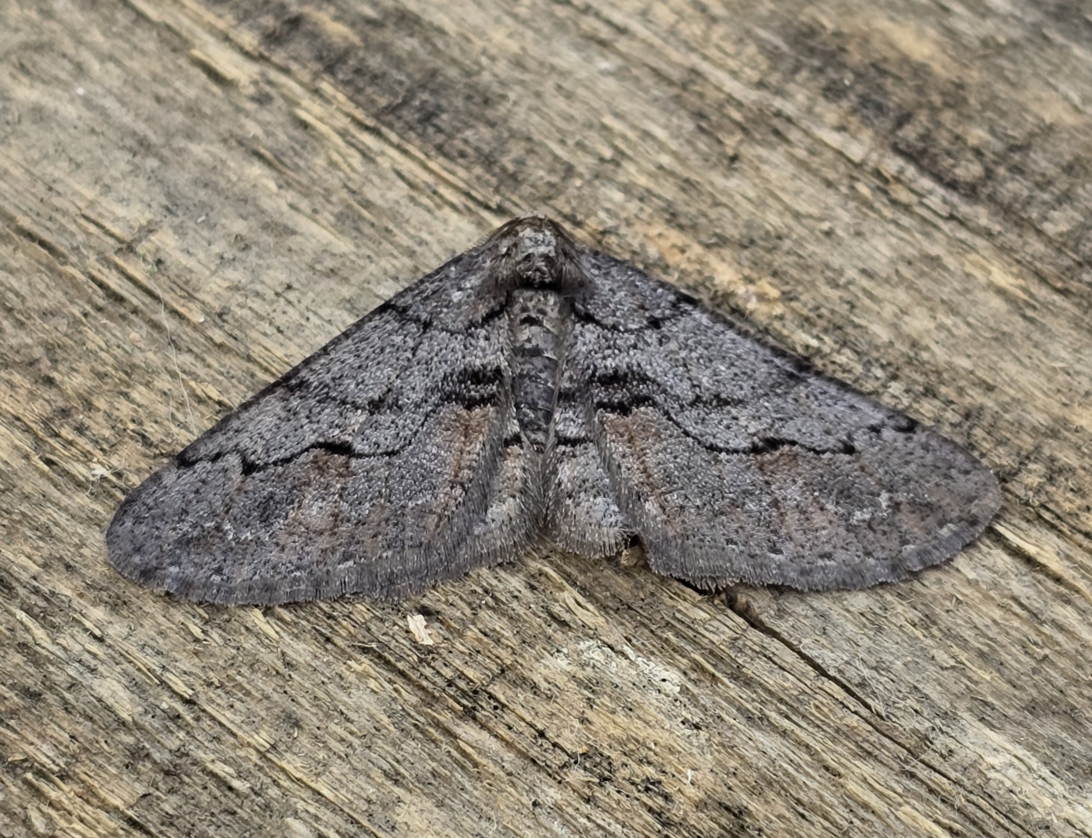 Photo of Agriopis bajaria